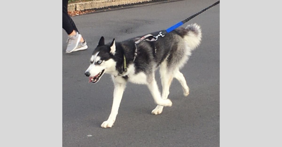 5k dog_2019.jpg